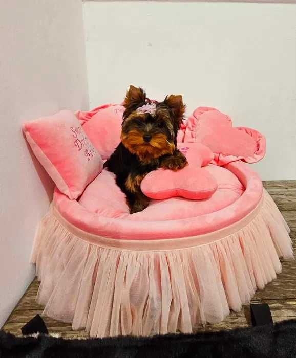Pui Yorkshire Terrier disponibili