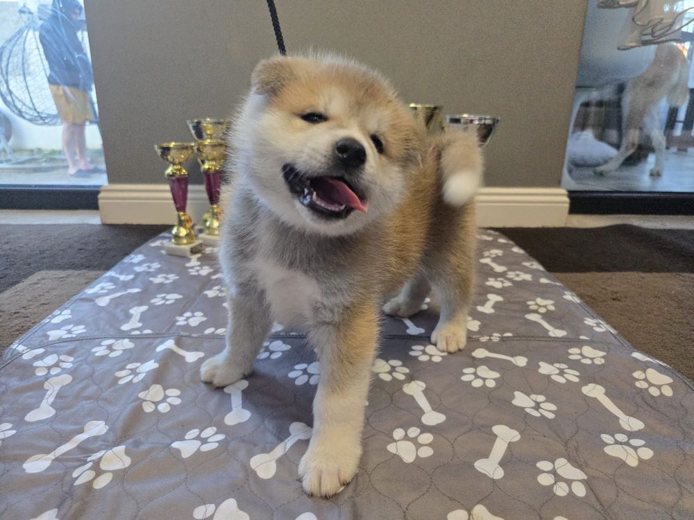 Akita Inu cu pedigree