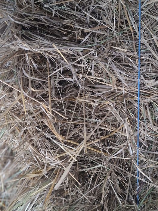 Baloți de fân,iarbă!disponibil 100 de bucăți!!