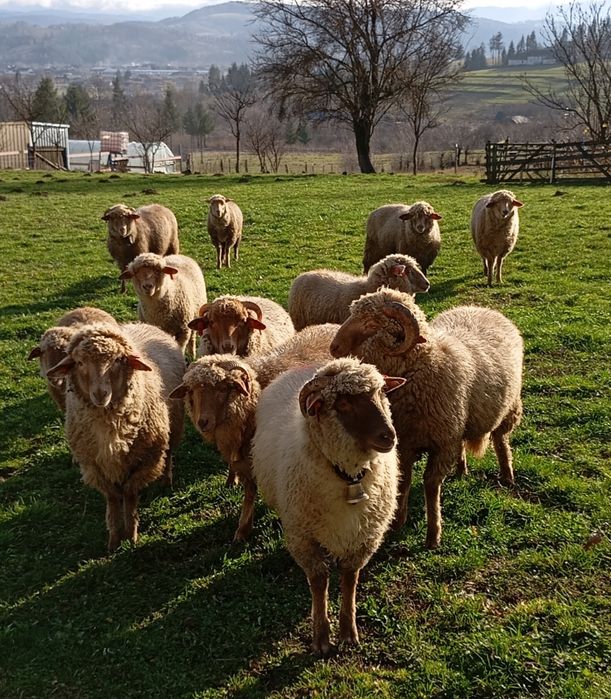 Cârlane tigăi roși și berbecuț de top