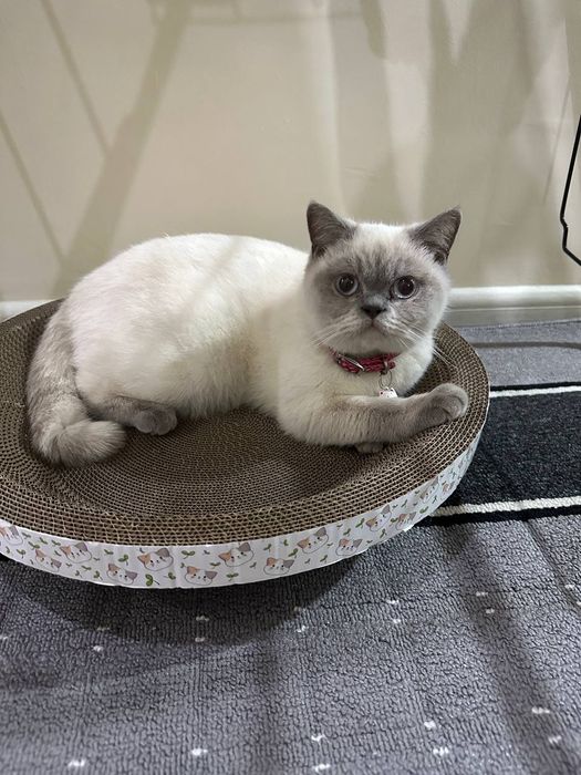 Британская парода