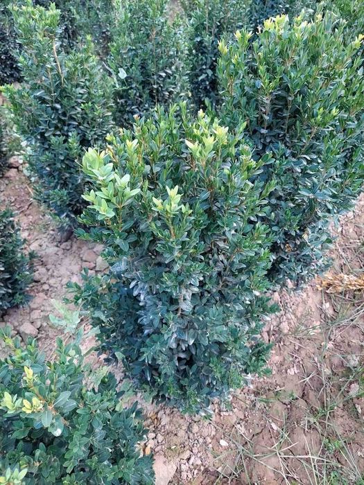 шамшод сотилади  30000 сумдан 80000 сум га ча бор