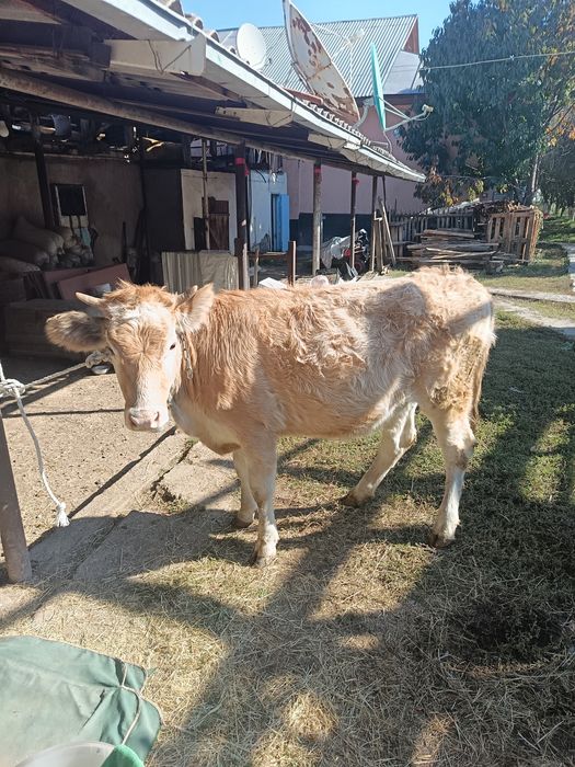 Продам    телочку