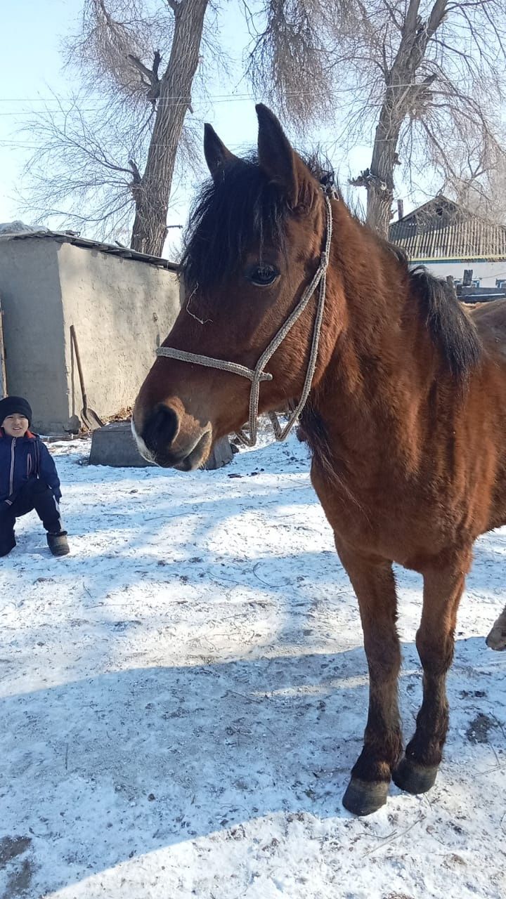 Бие сатылады 5 жасар