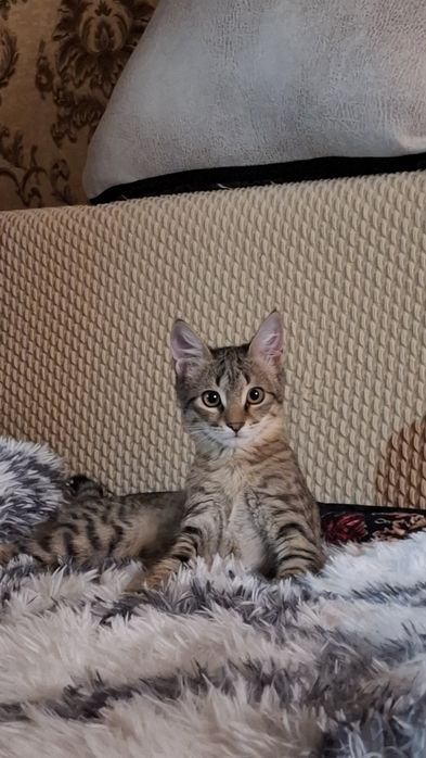 Мехрибон колларга