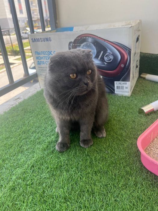 Скоттиш Фолд вислоухий