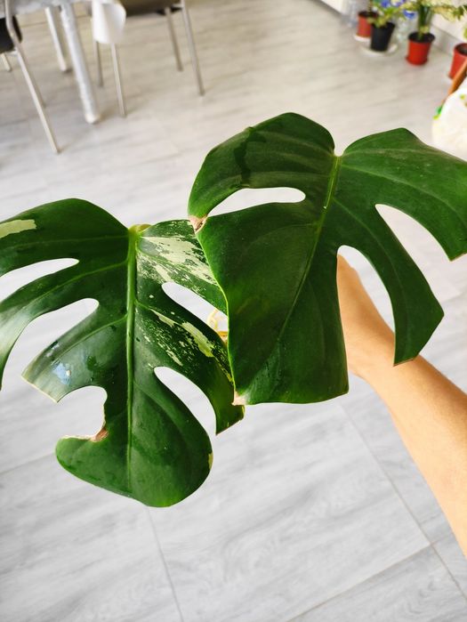 Альба монстера черенки