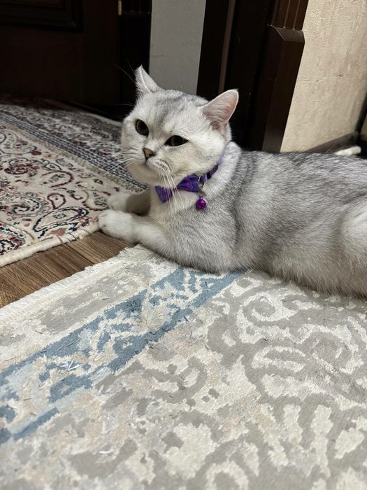 Кошка. Британская шиншилла 1 год