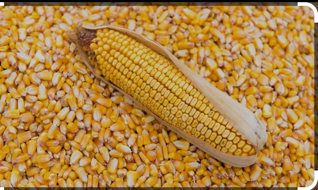 продам кукурузу в зерне урожай 2023 года