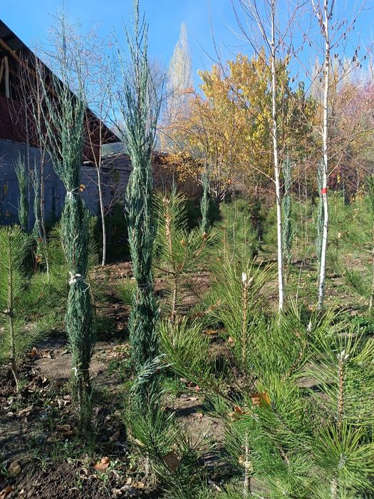 Beryoza sotiladi (oq qayin)