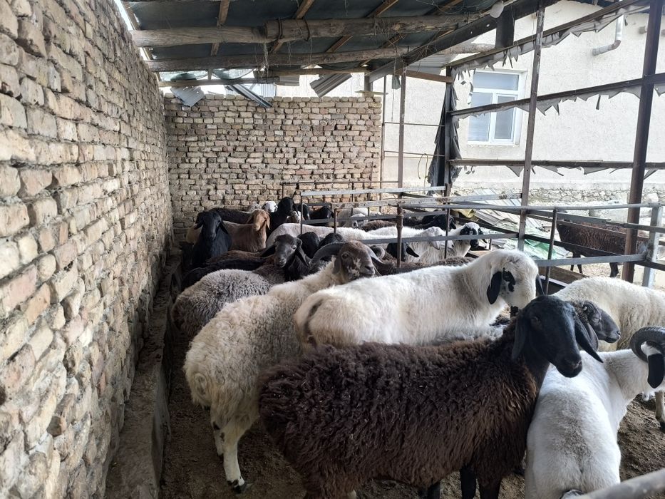 Кучкор куйлар сотилади хаммаси соглом уйда бокилган.