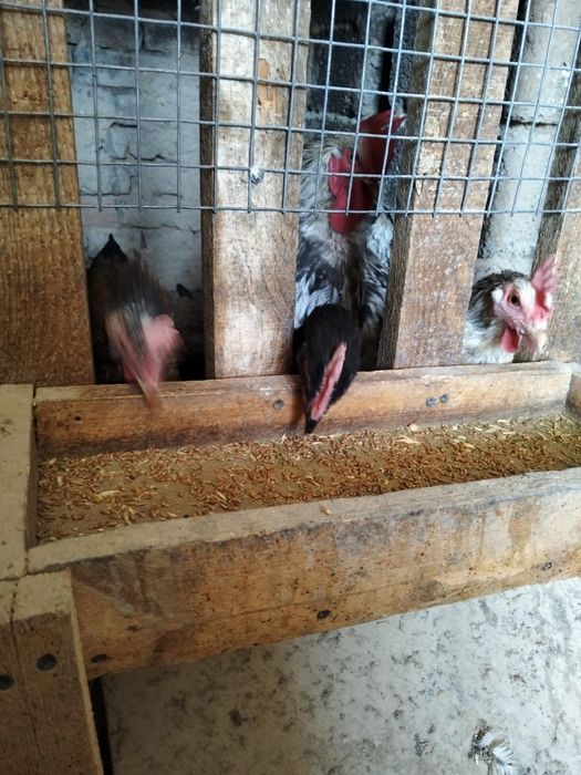 Продаются 4 курицы и 1 петух — домашние, здоровые, отличные несушки
