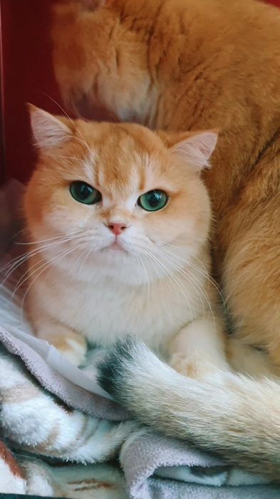 Britan shinshila kobby qiz sotiladi