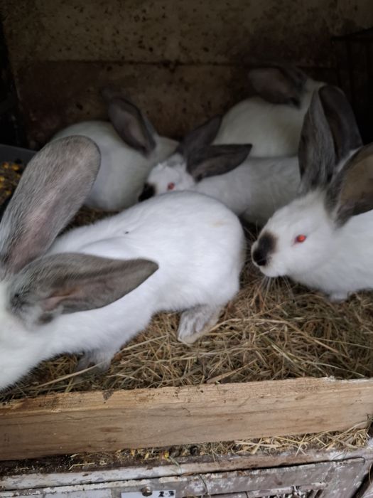 Uriaș de Transilvania