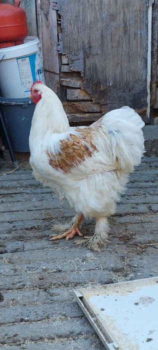 Кохини и  Пауни  Токачки