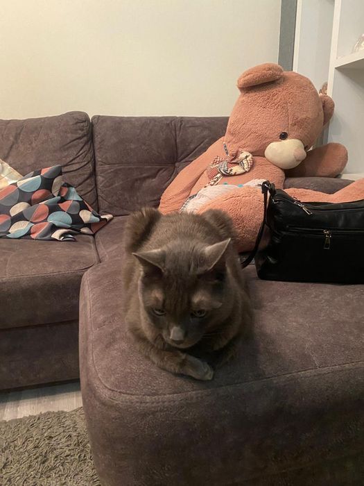 Отдам даром  породистого кота