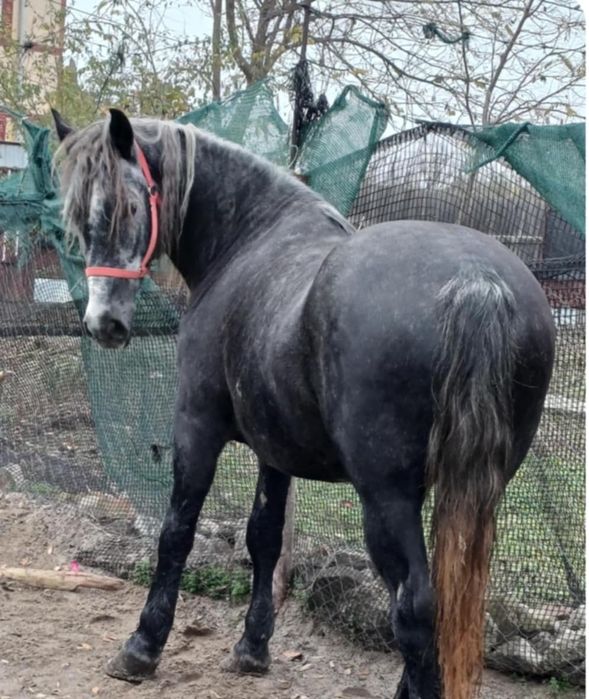 De vânzare iapă învârtă de patru ani foarte cuminte și curat pe picioa