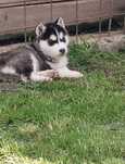 Cățel Husky Siberian