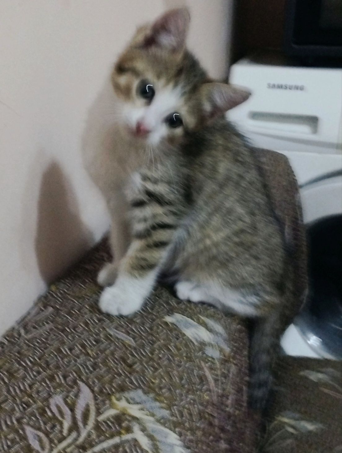 Котята два месяца