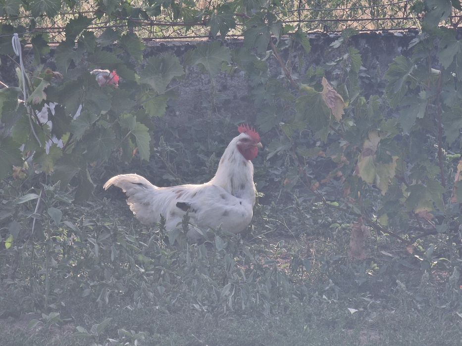 Vând doi cocoși de casa de aproximativ 7 luni