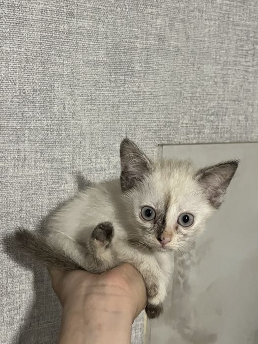 Котенок девочка.