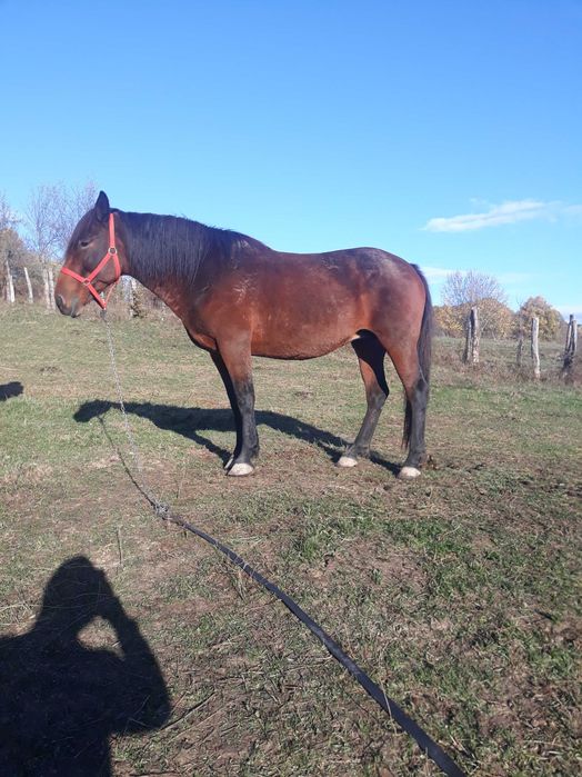 Vand Iapă  de  7 ani