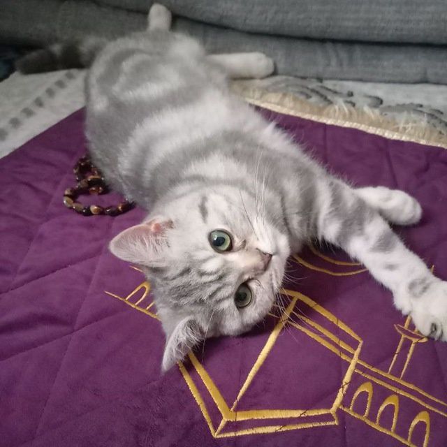 Skotsh strayt qiz bola mushuk sotiladi.