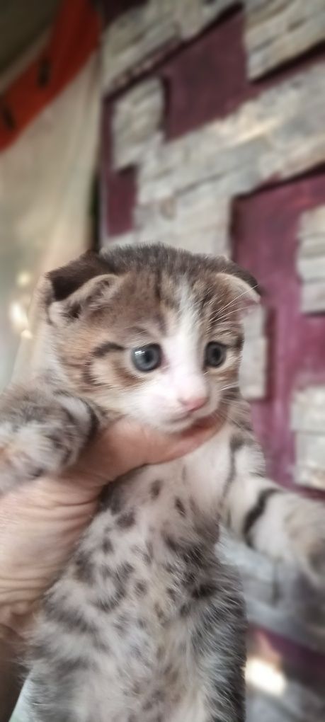 Продам котят Продам котят скотиш фолд в добрые и тёплых хозяев
