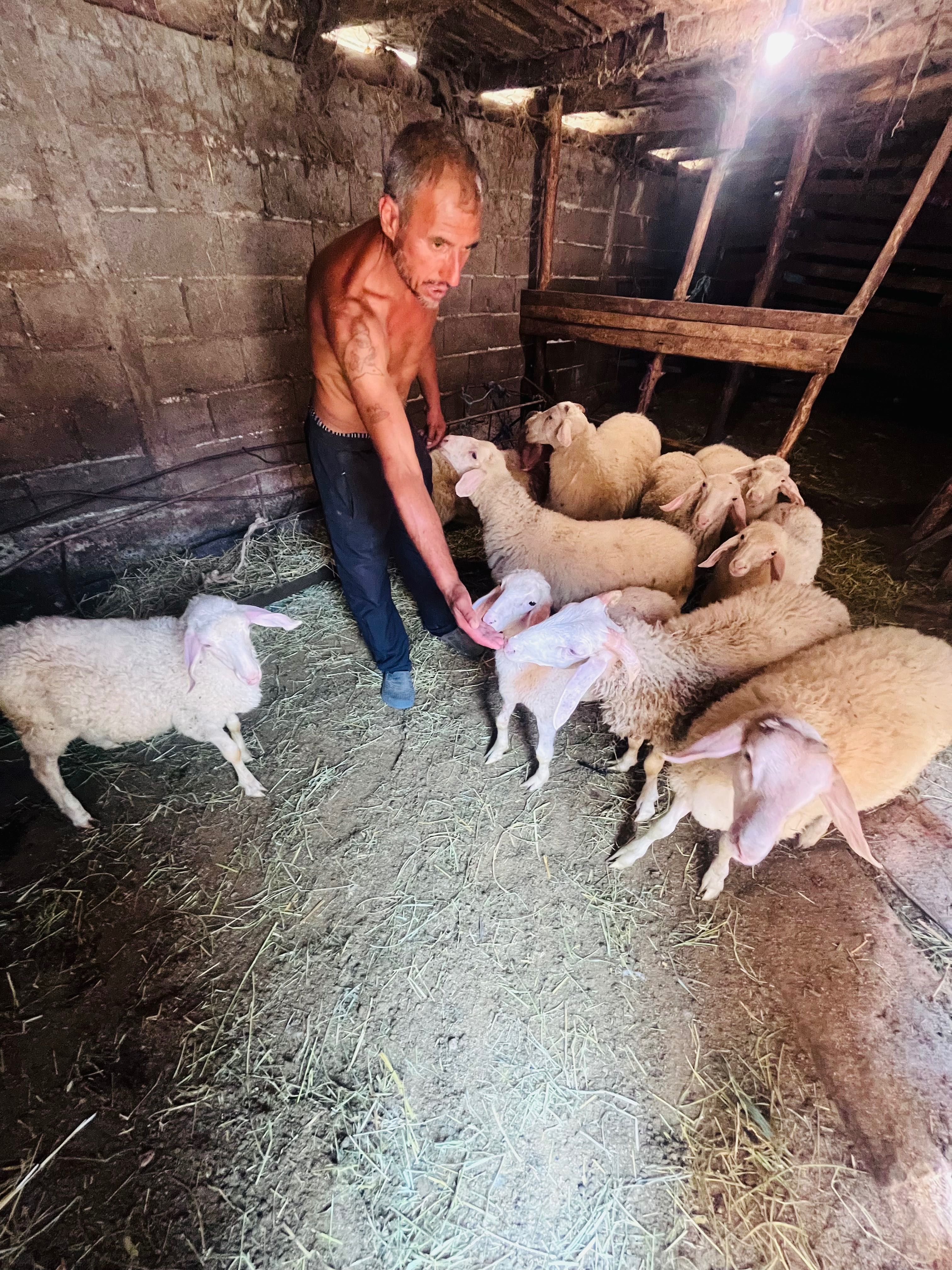 Продават се животни – с. Варвара