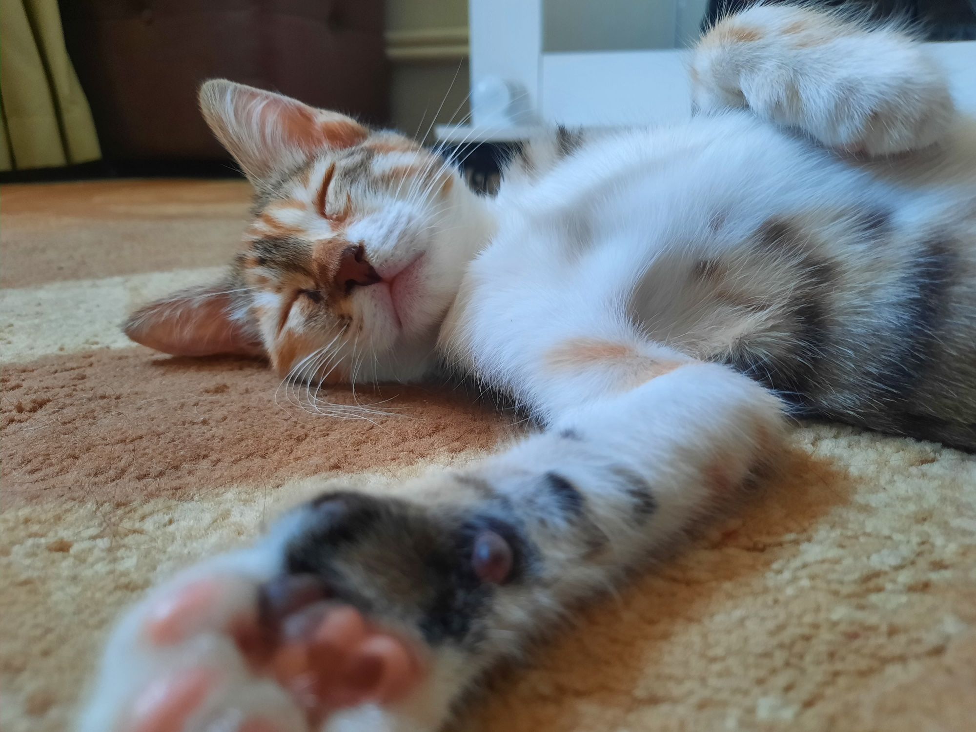 Котёнок 4 месяца