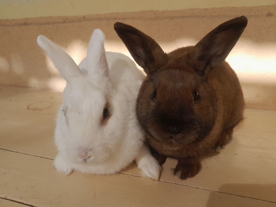 Quyon karik 1.5 yosh