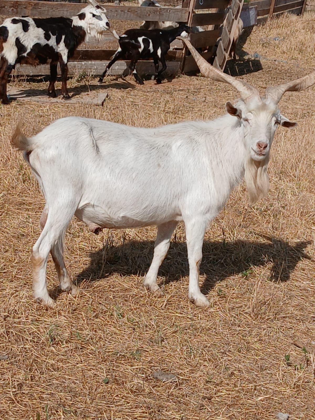 Tapii de vanzare