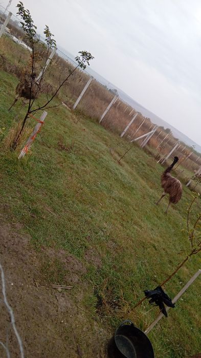 Vand 3 Struti Emu de 8 luni!
