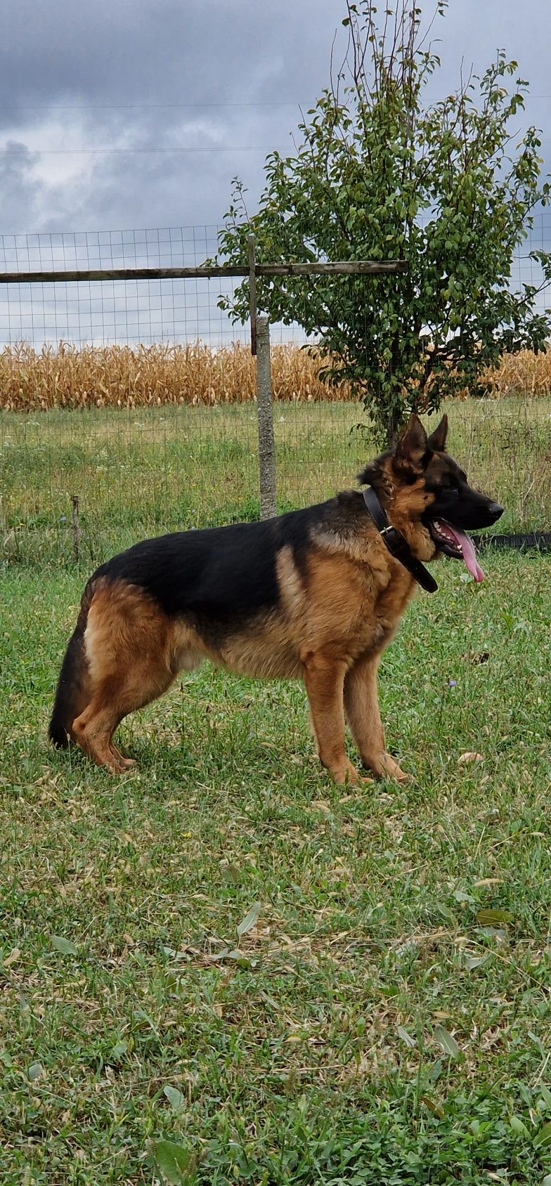 Ciobanesc German