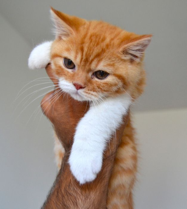 Pisicuț British Shorthair