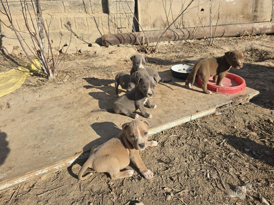 Продаются щенки питбуля