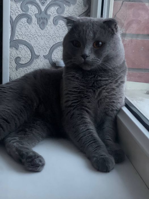 Скотиш страйт и Скотиш фолд