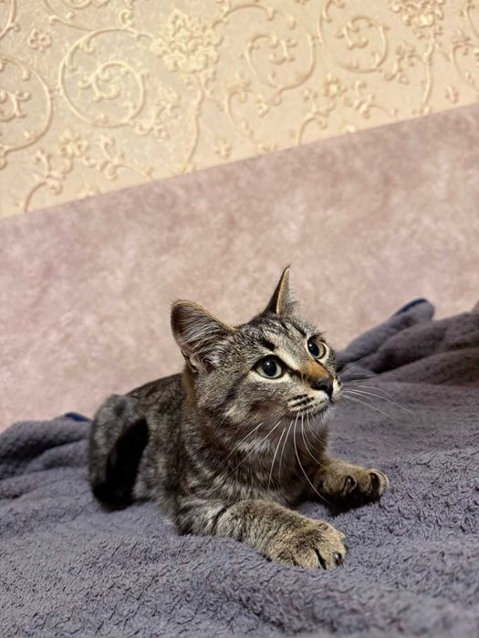 Отдам котят в добрые руки.