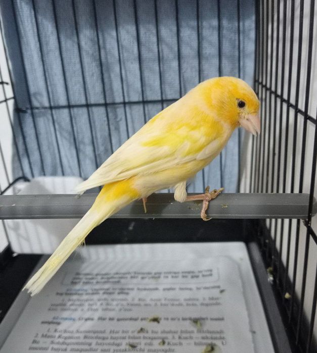 Kanareka moda bez petno sotladi