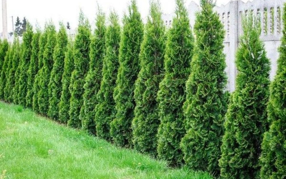 Tuia la ghiveci pentru terase sau balcon_ ofer transport/ etc