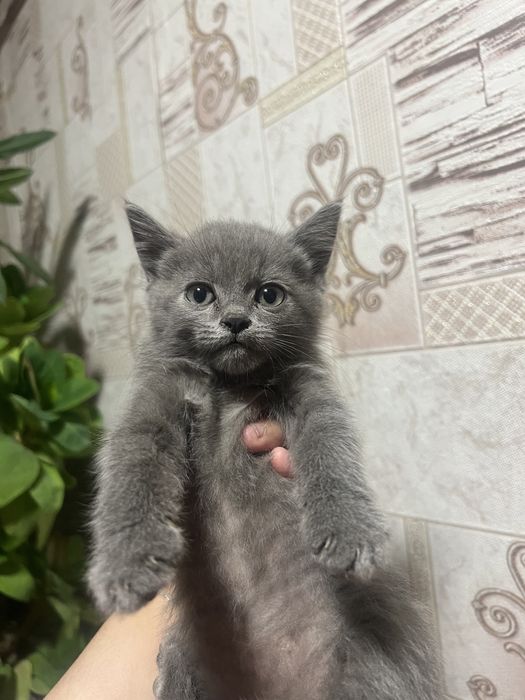 Скоттиш страйт мальчик