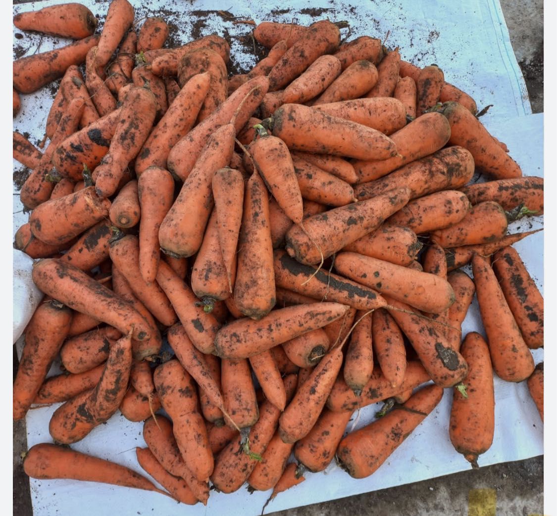 Продам морковь Сорт Каскад