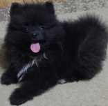 Pomeranian mascul
