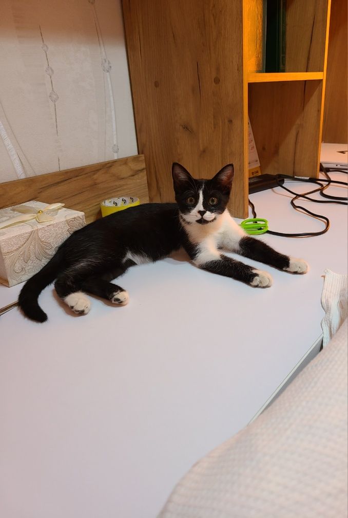 Котёнок бесплатно!