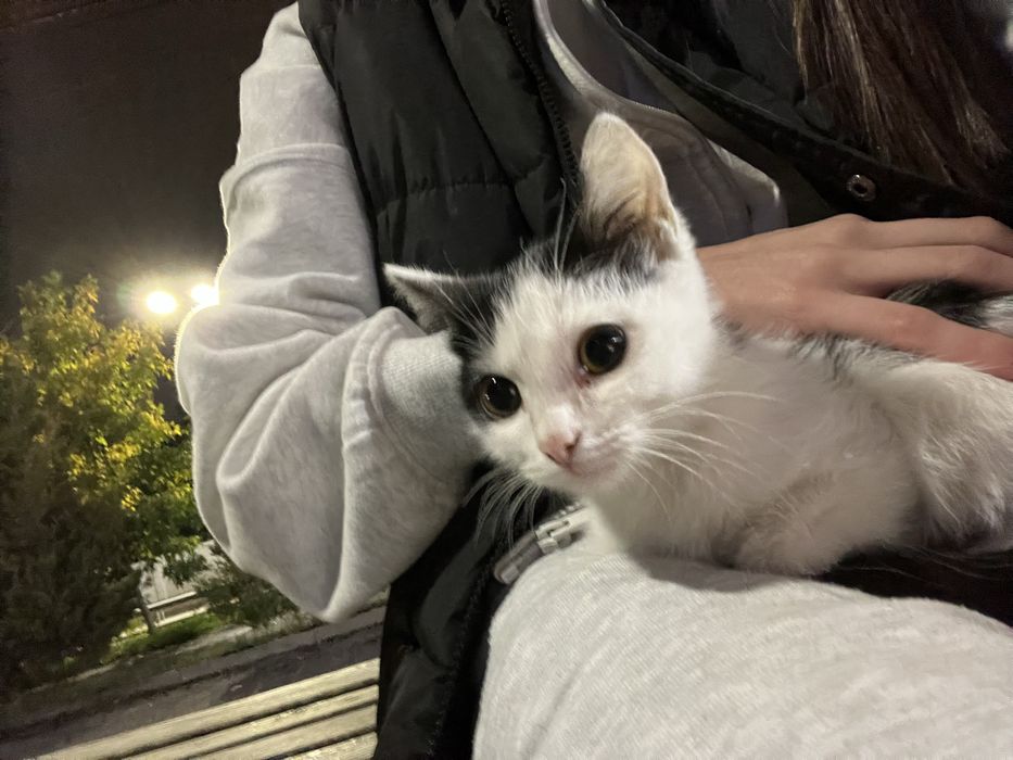 Отдам котенка в добрые руки