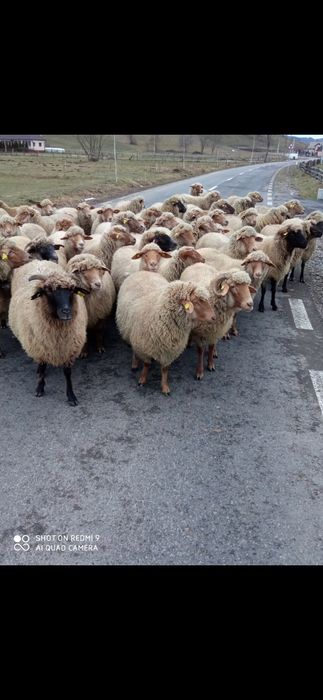 Oi tigai de vânzare