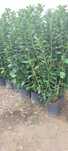 Leylandii,laur englezesc,photinia,gard viu, plante ornamentale