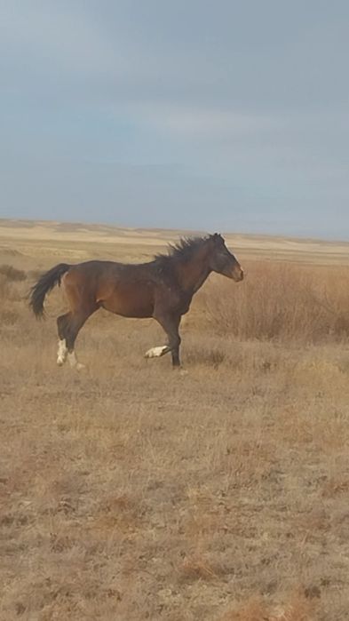 3жасар еркек дөнен.