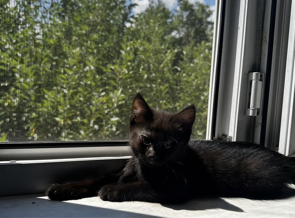 Котяты ищут уютный дом