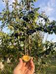 Prune Stanley de masă, Calitate superioară,gradina proprie